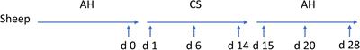 Persistence of Cellulolytic Bacteria Fibrobacter and Treponema After Short-Term Corn Stover-Based Dietary Intervention Reveals the Potential to Improve Rumen Fibrolytic Function